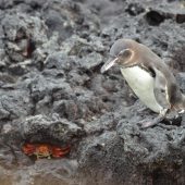  Galapagos